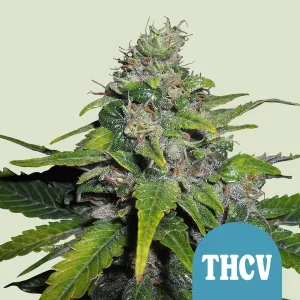 Royal THCV CBD strain showcasing dense buds with sparkling trichomes and vibrant green hues.