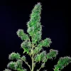 Royal THCV CBD strain with elongated colas, full of trichome-rich flowers.