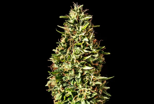 Runtz Auto strain, covered in sparkling trichomes and orange pistils.