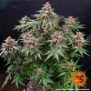 Runtz Auto strain growing outdoors, thriving under natural sunlight with dense buds.