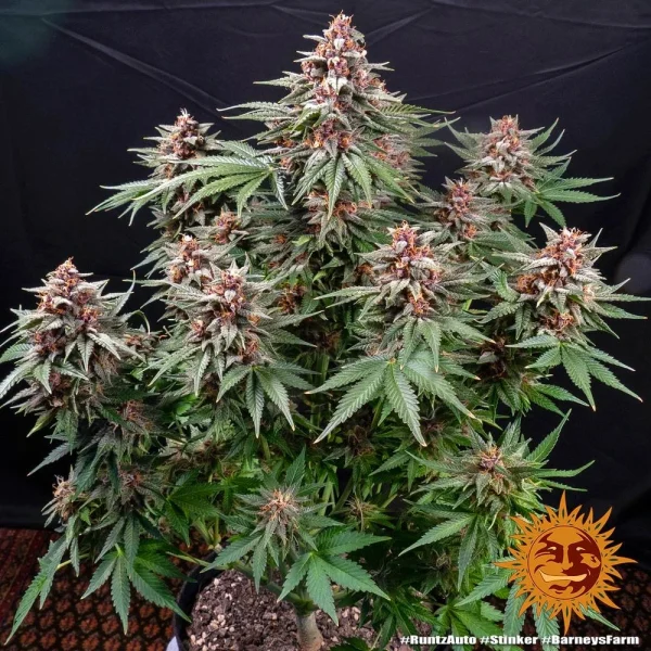 Runtz Auto strain growing outdoors, thriving under natural sunlight with dense buds.