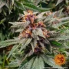 Vibrant Runtz Auto strain covered in crystals, ready for harvest.