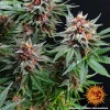 Runtz Auto cannabis plant in early flowering, displaying pistils and resin-rich buds.