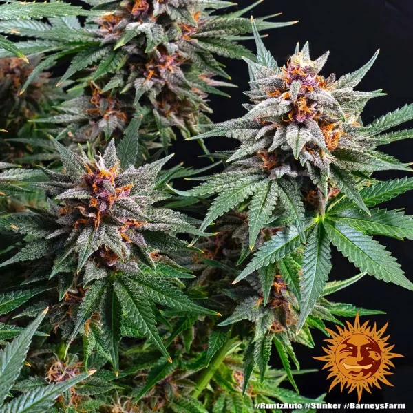 Runtz Auto cannabis plant in early flowering, displaying pistils and resin-rich buds.