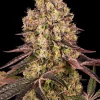 Detailed view of the Runtz Muffin Strain's flowering stage, featuring resin-covered buds and colorful leaf patterns