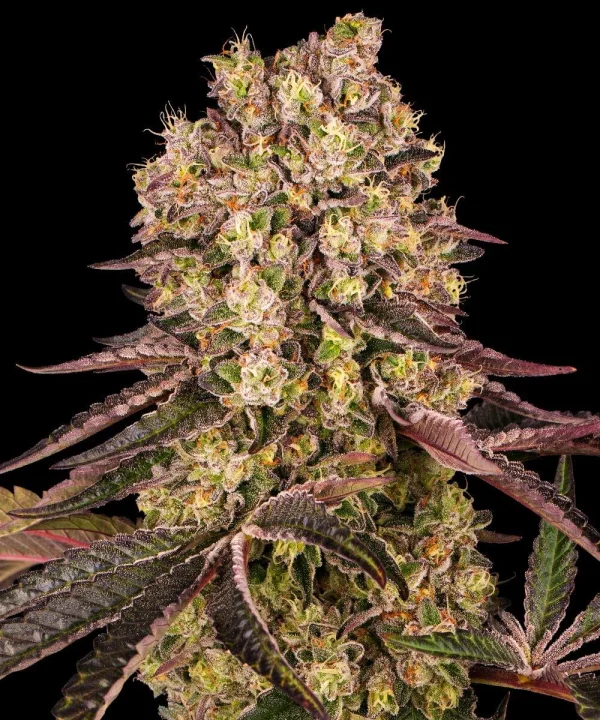 Detailed view of the Runtz Muffin Strain's flowering stage, featuring resin-covered buds and colorful leaf patterns