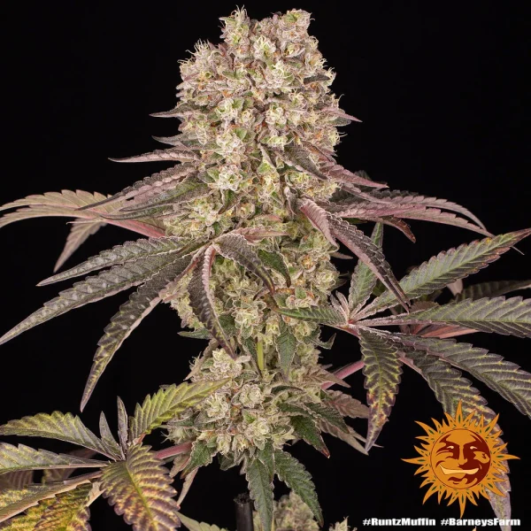 Runtz Muffin Strain plant by Barney's Farm, highlighting the rich, resinous buds and purple-tinted leaves