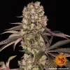Full view of the Runtz Muffin Strain with lush, frosty buds and deep purple hues in the leaves