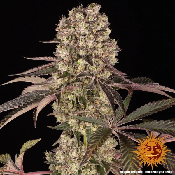 Full view of the Runtz Muffin Strain with lush, frosty buds and deep purple hues in the leaves