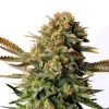 Russian Doll strain with tightly packed buds adorned in bright orange pistils and a rich, frosty coat of trichomes.