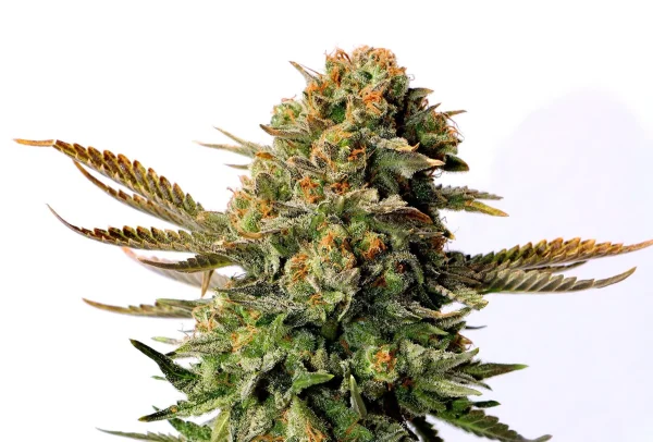 Russian Doll strain with tightly packed buds adorned in bright orange pistils and a rich, frosty coat of trichomes.
