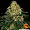 Mature Skywalker OG Auto strain ready for harvest, showing sticky buds and orange pistils.