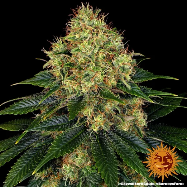 Mature Skywalker OG Auto strain ready for harvest, showing sticky buds and orange pistils.