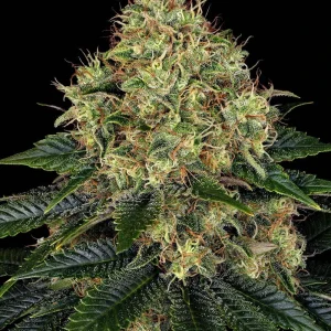 Skywalker OG Auto cannabis plant in flowering stage, full of aromatic buds.