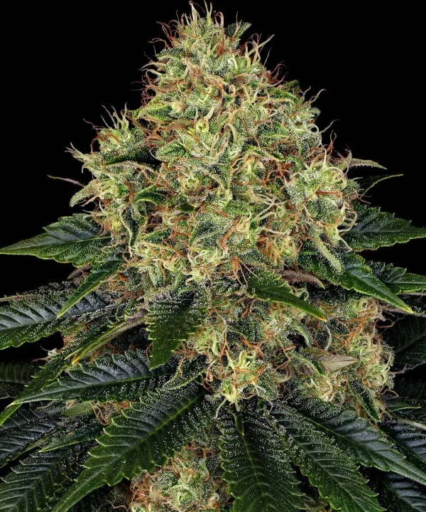 Skywalker OG Auto cannabis plant in flowering stage, full of aromatic buds.