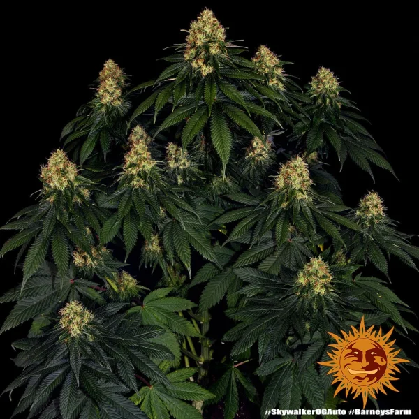 Close-up of Skywalker OG Auto displaying vibrant green leaves and resinous buds.