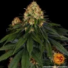 Skywalker OG Auto strain with frosty trichomes covering dense buds.