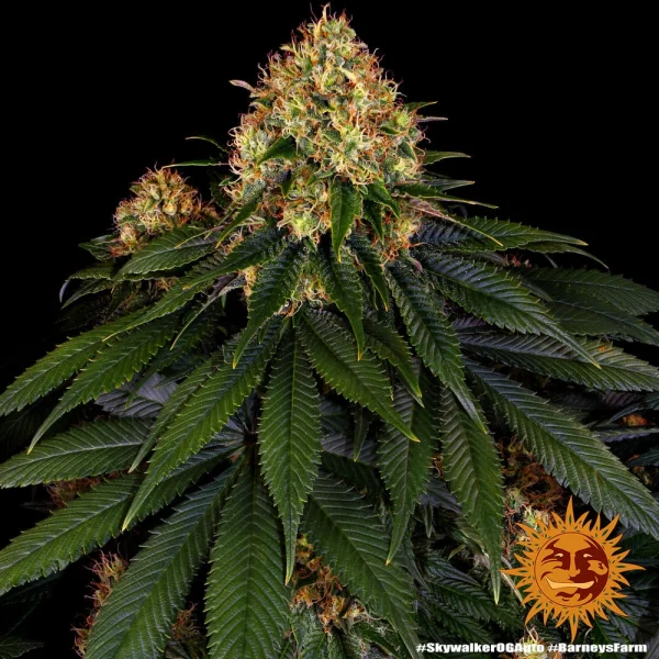 Skywalker OG Auto strain with frosty trichomes covering dense buds.