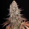 Sour Strawberry cannabis strain with colorful leaves and dense resinous flowers.