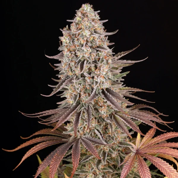 Sour Strawberry cannabis strain with colorful leaves and dense resinous flowers.