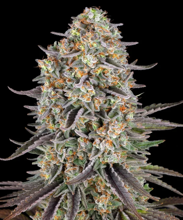 Close-up of Sour Strawberry buds covered in sticky trichomes.