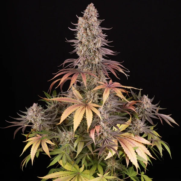 Flowering Sour Strawberry plant showing vibrant green and red hues.