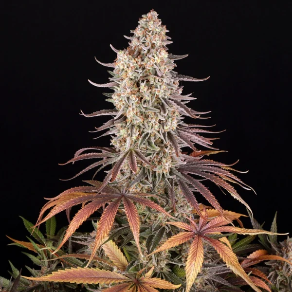 Sour Strawberry strain with frosty buds and bright orange pistils.