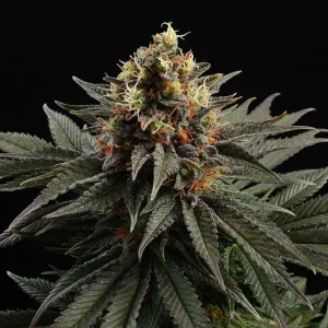 Sativa Dream strain displaying vivid green leaves and fluffy buds, covered with sparkling resin glands.