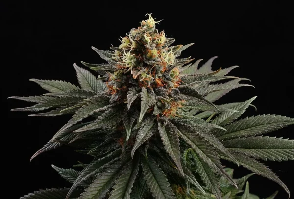 Sativa Dream strain displaying vivid green leaves and fluffy buds, covered with sparkling resin glands.