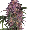 Sensi Purple Kush strain buds with deep purple highlights and thick layers of white trichomes.