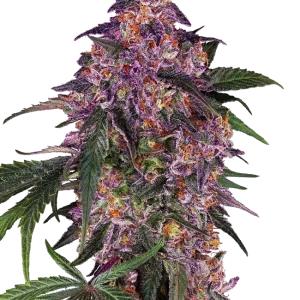 Sensi Purple Kush strain buds with deep purple highlights and thick layers of white trichomes.