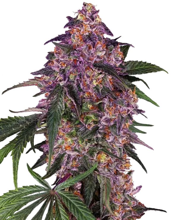 Sensi Purple Kush strain buds with deep purple highlights and thick layers of white trichomes.