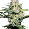 Sensi Skunk Auto strain with compact buds covered in a dense layer of white trichomes and vivid green leaves.