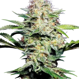 Sensi Skunk Auto strain with compact buds covered in a dense layer of white trichomes and vivid green leaves.