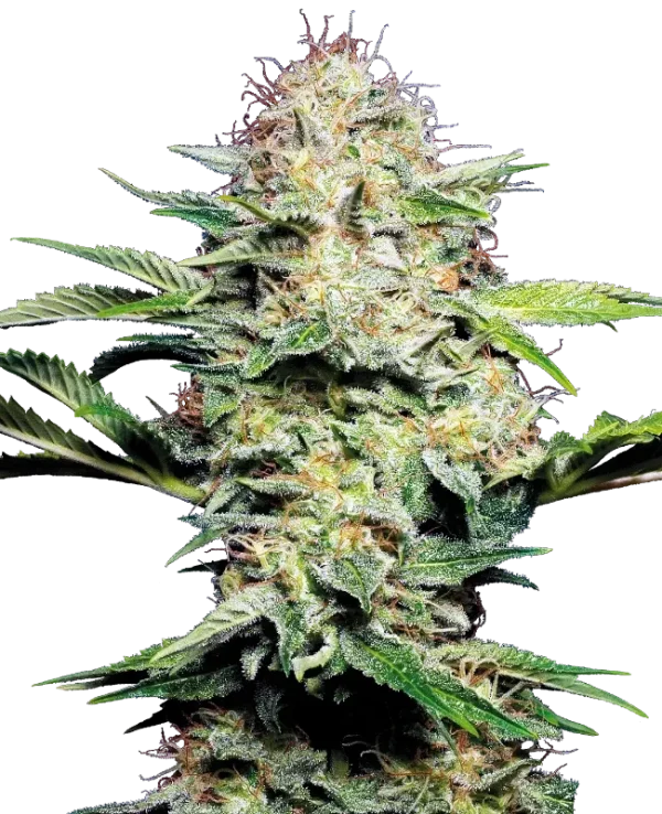 Sensi Skunk Auto strain with compact buds covered in a dense layer of white trichomes and vivid green leaves.