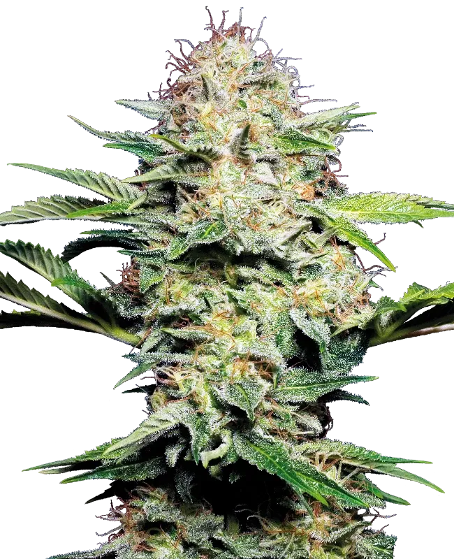 Sensi Skunk Automatic