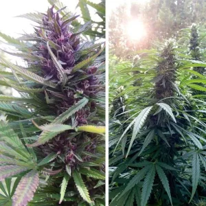 Purple-tinged Shaman cannabis plant with dense buds and vibrant green leaves, basking under sunlight