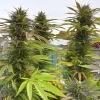 Cluster of tall Shaman cannabis plants with thick buds and lush green leaves against a cloudy sky