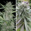 Close-up of frosty Shaman cannabis buds with trichomes, surrounded by green and purple-tinged leaves