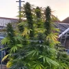 Group of Shaman cannabis plants with dense buds and wide, healthy green leaves in a rustic outdoor setting
