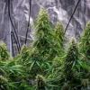 Sherbet Queen Auto Strain growing in an indoor setup with dense, compact colas.