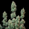 Cluster of Sherbet Queen Auto Strain plants with multiple thick colas and vibrant leaves.