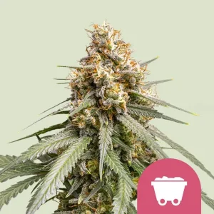 Dense, resin-coated bud of the Shining Silver Strain showcasing vibrant orange pistils.