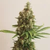 Close-up of Shining Silver Strain's frosty bud, rich in trichomes and compact structure.