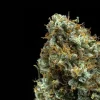 Single bud of the Shining Silver Strain with sparkling trichomes and lush leaves.