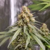 Outdoor Shining Silver Strain plant with well-defined buds and glossy, healthy leaves.
