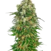 Shiva Skunk Auto strain buds with bright green colors, showcasing a heavy coating of sticky trichomes.