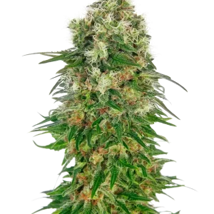 Shiva Skunk Auto strain buds with bright green colors, showcasing a heavy coating of sticky trichomes.