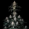 Tall Shogun Strain plant with multiple flowering branches in a dark background.