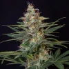 Shogun Strain plant highlighting its mature buds and dark green foliage.